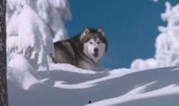 免费雪狗兄弟在线观看,冬日欢乐动画盛宴