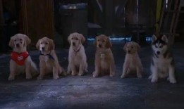 免费雪狗兄弟在线观看,冬日欢乐动画盛宴